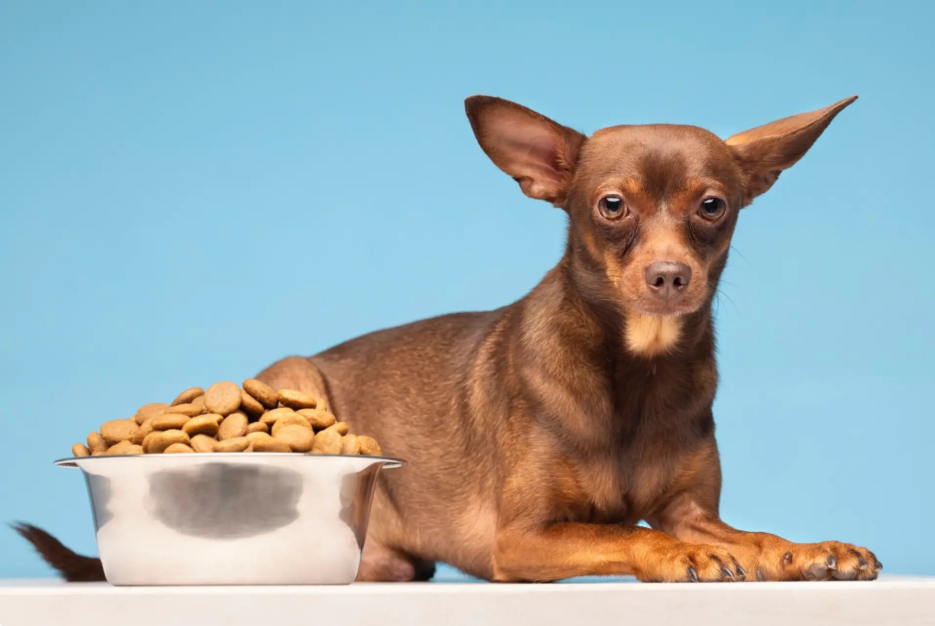 Why Premium Nutrition Matters for Your Pet’s Long & Happy Life