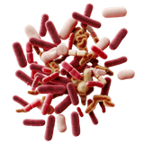 Probiotics